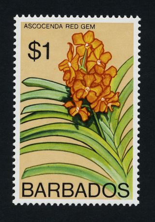 Barbados 408a Flower photo