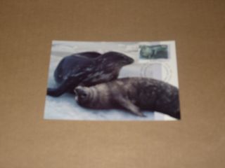 Modern Postcard Aat Weddell Seal 95c 14.  5.  1992 photo