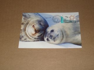 Modern Postcard Aat Weddell Seals 45c 2.  7.  2002 photo