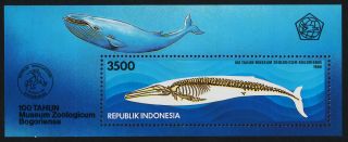 Indonesia 1588a Blue Whale photo