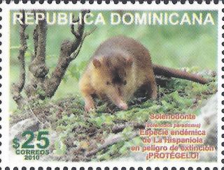 Dominican Biodiversity Protection,  Solenodon Parodoxus Sc 1483 2010 photo