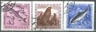 Russia,  1960 Sc 2375 - 2377,  Preserve Valuable Fish & See Animals,  Cto photo