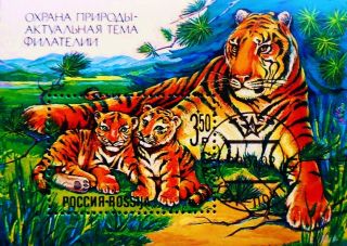 1992 Russia B - 185 Souvenir Sheet Tigress Tiger Cubs Wild Animals Jungle Cto photo