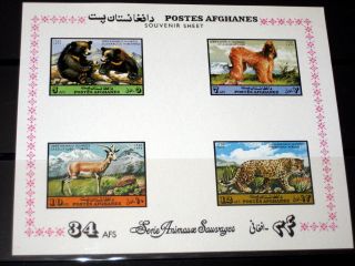 Afghanistan 1973 Fauna Afghan Hound Dog Imperf Souvenir Sheet photo