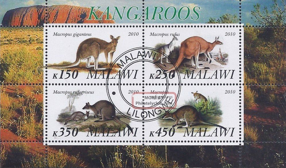 2010 Malawi Mini Sheet Of 4 Australian Wild Animals Kangaroos Cto Animal Kingdom photo