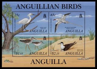 Anguilla 1058 Birds photo