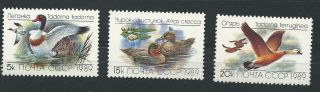 Russia.  Ussr.  1989.  Ducks.  Mi 5965 - 67.  Sc 5783 - 85. photo