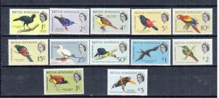 British Honduras Birds photo