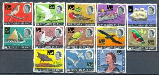 Pitcairn Birds photo