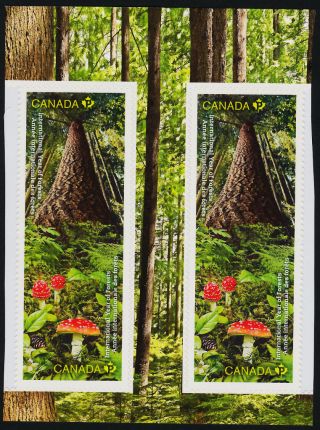 Canada 2462 - 3 Gp Trees,  Mushrooms,  International Year Of The Forests photo