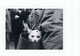 Cat In Handbag Image On 2001 Self - Adhesive British Stamp - Nh - Rare photo