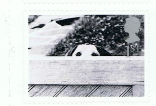 Dog At Garden Fence Image 2001 Self - Adhesive British Stamp - Nh - Rare photo