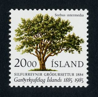 Iceland 608 Tree,  National Horticulture Soc photo