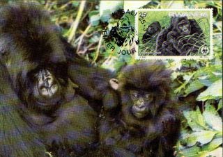 (70459) Maxicard - Rwanda - Gorilla - 1985 photo