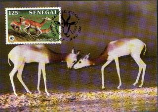 (70465d) Maxicard - Senegal - Dama Gazelle - 1986 photo