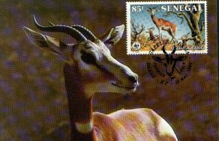 (70467) Maxicard - Senegal - Dama Gazelle - 1986 photo