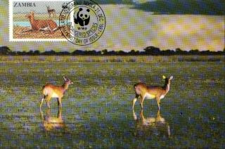 (70547) Maxicard - Zambia - Antelope Lechwe - 1987 photo