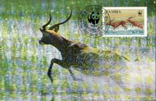 (70549) Maxicard - Zambia - Antelope Lechwe - 1987 photo