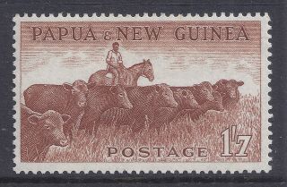 1958 - 1960 Papua Guinea 1/7d Cattle Mvlh Our Ref B4 photo