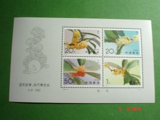 1995 China Sweet Osmanthus Sheet Of 4 (scott 2563 - 2566) photo