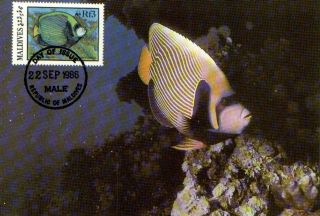 (70521) Maxicard - Maldives - Emperor Angelfish - 1986 photo