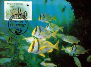 (70501) Maxicard - Antigua Barbados - Porkfish - 1987 photo