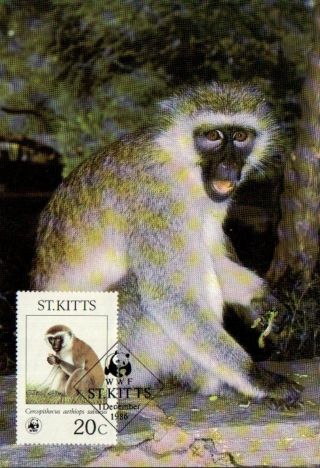 (70503) Maxicard - St Kitts - Green Monkey - 1986 photo