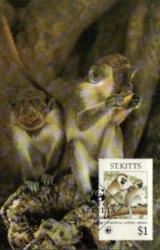 (70504) Maxicard - St Kitts - Green Monkey - 1986 photo