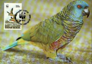 (70542) Maxicard - St Lucia - Parrot - 1987 photo