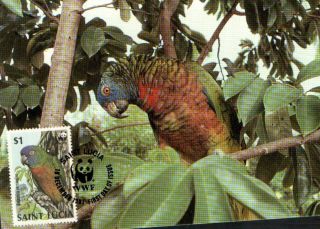 (70545) Maxicard - St Lucia - Parrot - 1987 photo