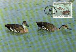 (70552) Maxicard - Bahamas - Whistling Duck - 1988 photo