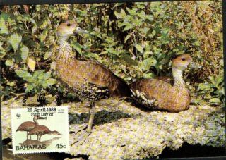 (70553) Maxicard - Bahamas - Whistling Duck - 1988 photo