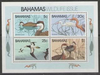 Bahamas Sgms593 1981 Wildlife photo