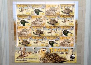 2007 Tokelau Wwf Birds Pacific Golden Plover Mini Sheet. photo