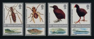 Tristan Da Cunha 404 - 7 Insects photo