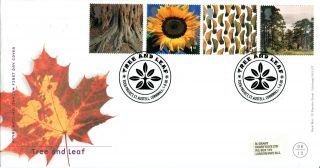 1 August 2000 Tree And Leaf Royal Mail First Day Cover Eden Project St Austell photo