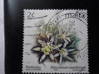 Definitive Flowers Iv 2003 - Pancratium Maritimum photo