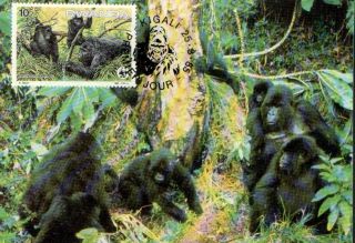 (72392) Maxicard - Rwanda - Gorilla - 1985 photo