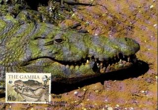 (72628) Maxicard - Gambia - Crocodile 1984 photo