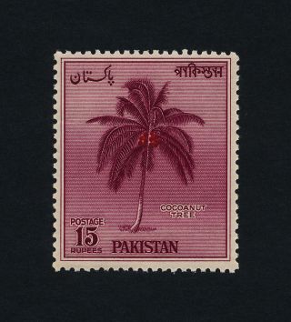 Pakistan 95 Coconut Tree photo