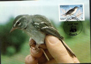 (70397) Maxicard - Dominica - Warbler 1984 photo