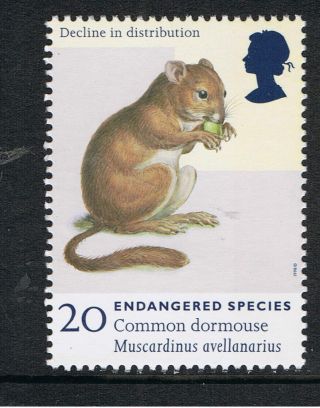 Common Dormouse Illustrated On 1998 British Stamp - Nh photo