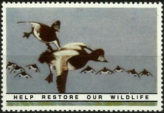 Greater Scaup,  National Wildlife Federation,  Year 1938,  Reprinted In 1987, .  - photo