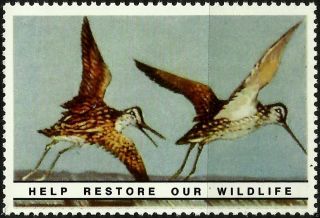 Common Snipe,  National Wildlife Federation,  Year 1938,  Reprinted In 1987, .  - photo