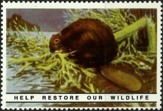 Beaver,  National Wildlife Federation,  Year 1938,  Reprinted In 1987, .  - photo