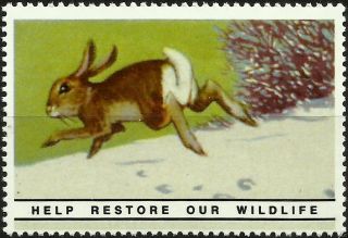 White Cottontail,  National Wildlife Federation Year 1938 Reprinted In 1987 photo