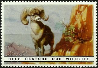 Big Horn Ram,  National Wildlife Federation,  Year 1938 Reprinted In 1987, photo