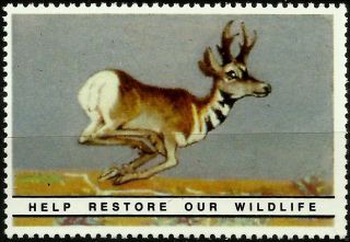 Pronghorn Antelope National Wildlife Federation Year 1938 Reprinted In 1987, photo