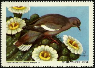 National Wildlife Federation Stamp,  Year 1956,  White - Winged Dove, photo