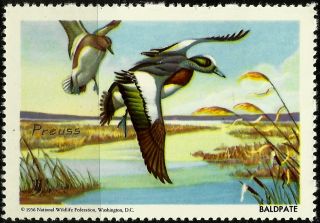 National Wildlife Federation Stamp,  Year 1956,  Baldpate, photo